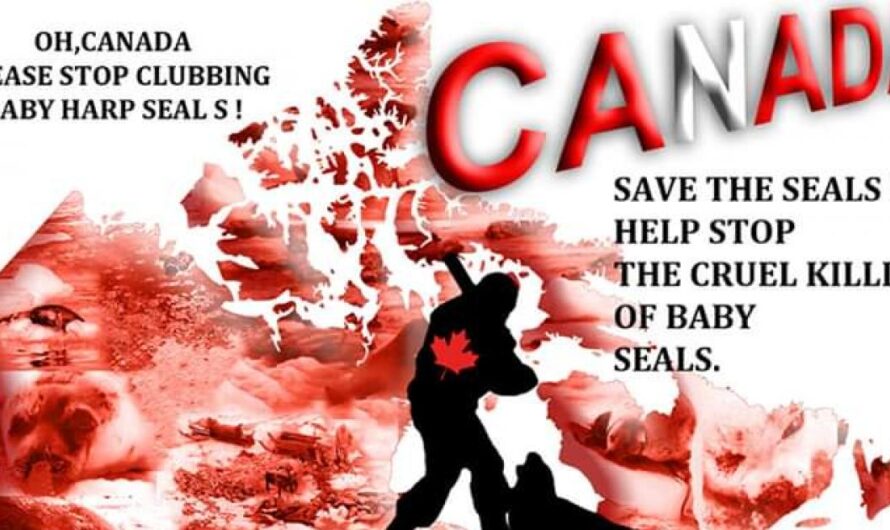 Es hora de acabar con la caza de focas en Canadá: el regalo que el país nos brinda en su 150 aniversario