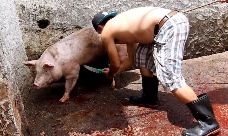 ¡Es hora de que el gobierno de México actúe para acabar con la crueldad en los mataderos!