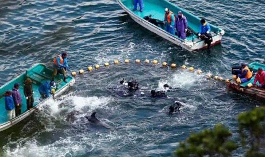 Estados Unidos moviliza a la comunidad internacional para poner fin a la cruel caza de delfines en Taiji, Japón y en todo el mundo