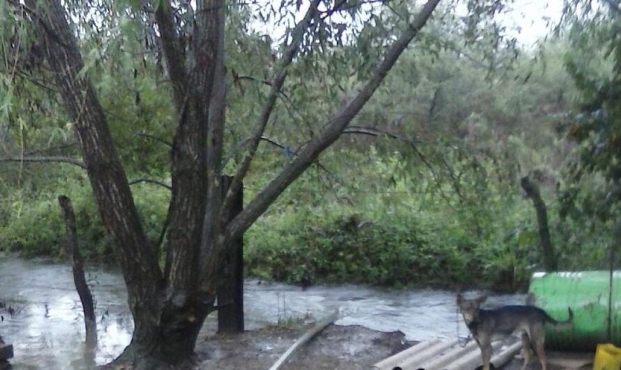 «Exigiendo un cambio: El Refugio Municipal de Federal, Entre Ríos, Argentina necesita una segunda oportunidad».