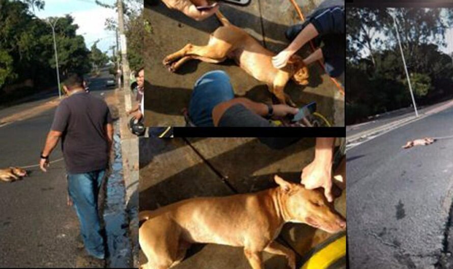 Exigiendo una Ley más Rigurosa para Castigar a los Delincuentes de Crueldad Animal: El Caso de Bebedouro, São Paulo