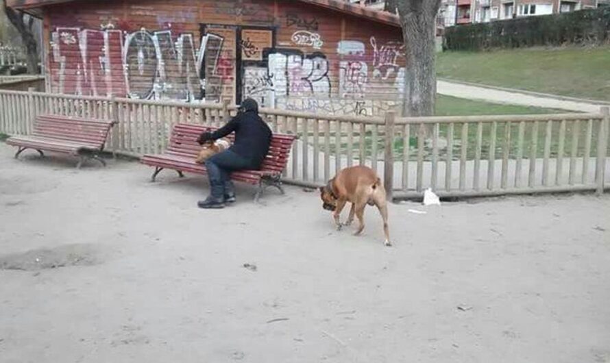 ¡Exigimos el Cuidado y el Mantenimiento que los Parques Caninos en España Se Merecen!