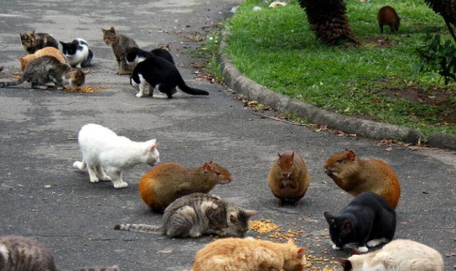 ¡Exigimos que el Ayuntamiento de Río de Janeiro tome las medidas necesarias para salvar a los gatos del Campo Santana!