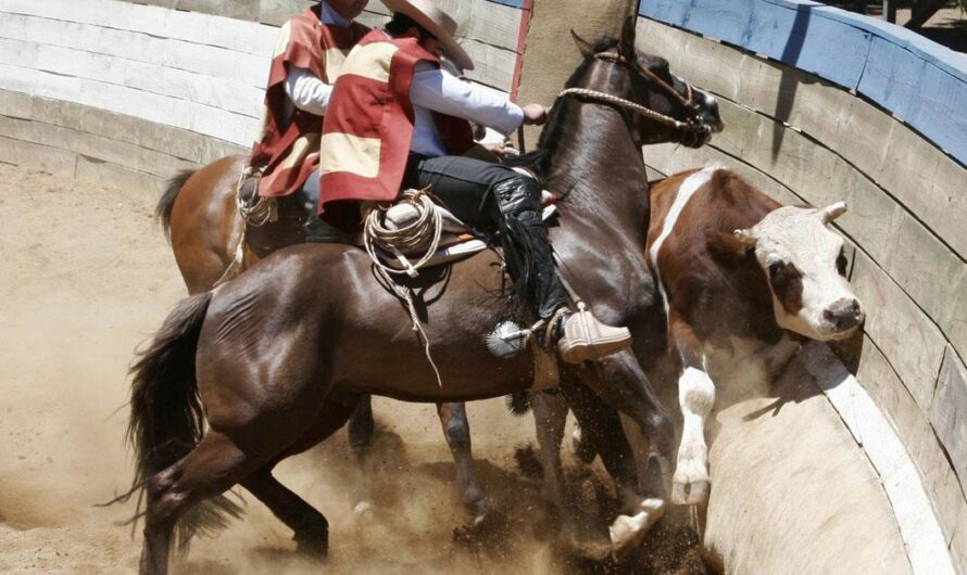 Fin al Maltrato Animal a través del Rodeo: El Ministro de Bienestar Animal Exige el Cumplimiento de la Ley