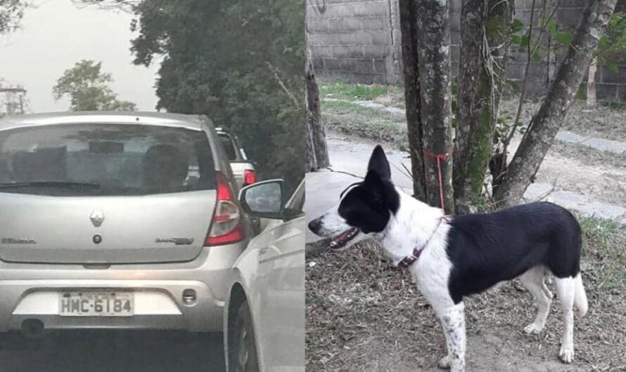 Firma y Comparte: Que el Municipio Condene la Crueldad del Abandono de Animales