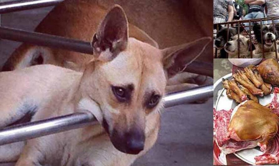 Italia se une a la lucha: Firma la petición para poner fin a la cruel masacre en Yulin