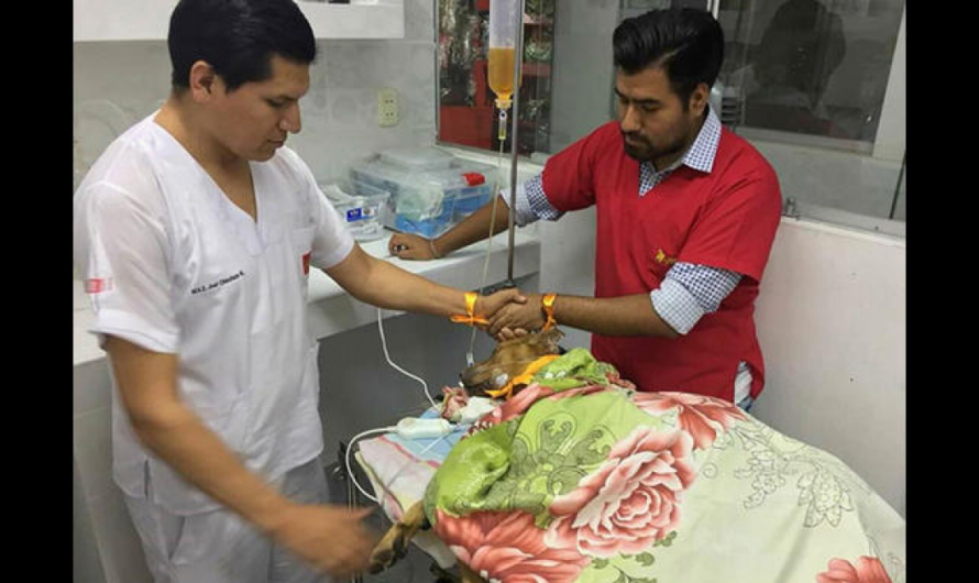 Justicia para el pequeño Ángel: la trágica muerte del can conmovió a la comunidad de Tacna