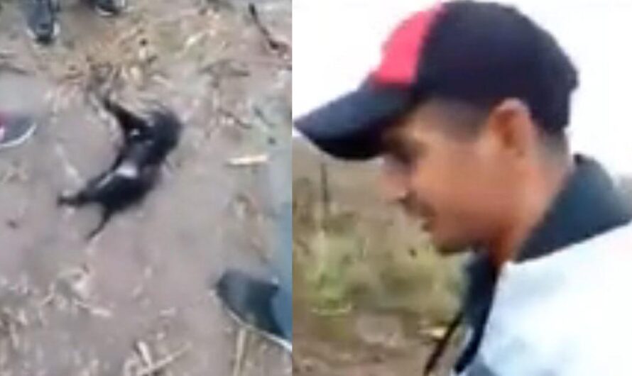 Justicia para la víctima: Dos asesinos condenados a cárcel por el cruel asesinato de un cachorro