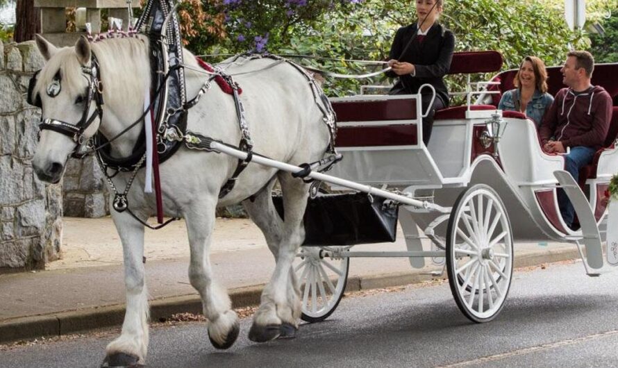 Liberando a los caballos de la carga: Canadá inicia un movimiento para respetar a los animales