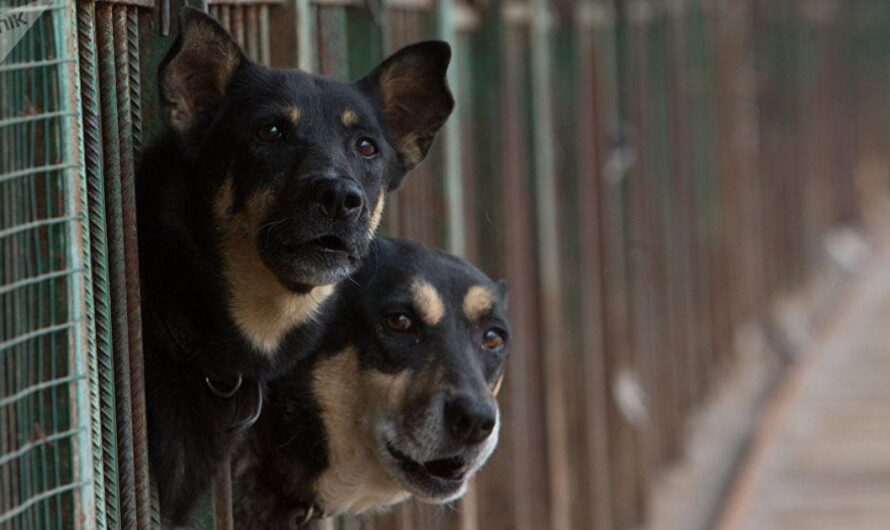 «Pidiendo al Presidente Putin que escuche la petición de los defensores de los animales para la adopción responsable de los perros callejeros de Rusia».