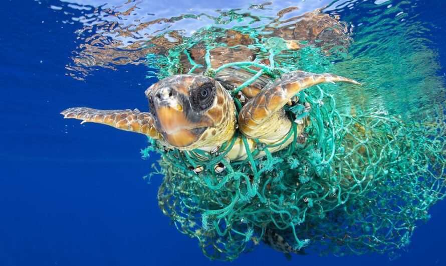 «Protegiendo a las Tortugas Marinas: El Gobierno de Estados Unidos lucha por preservar la supervivencia de una especie en peligro de extinción».