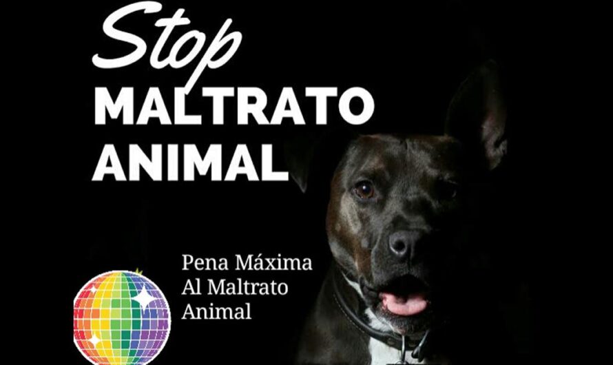 Un llamado al gobierno de México: ¡Pongamos fin al maltrato animal!