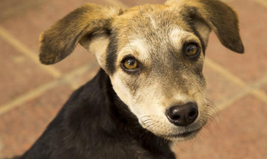 Un llamamiento a la unión para acabar con el abandono de animales en Alcantarilla, Murcia