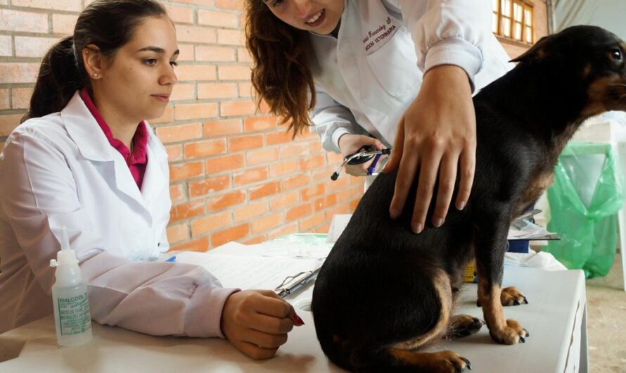 Una Iniciativa para Mejorar la Calidad de Vida de los Animales Abandonados: El Gobierno de Brasil firma un Convenio con el Colegio de Médicos Veterinarios.