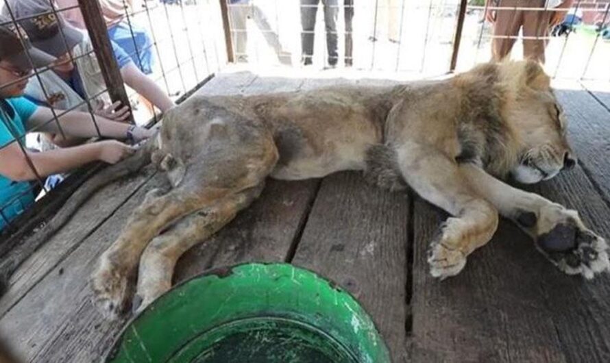 Una oportunidad para que los leones y tigres decomisados reciban el cuidado y amor que se merecen