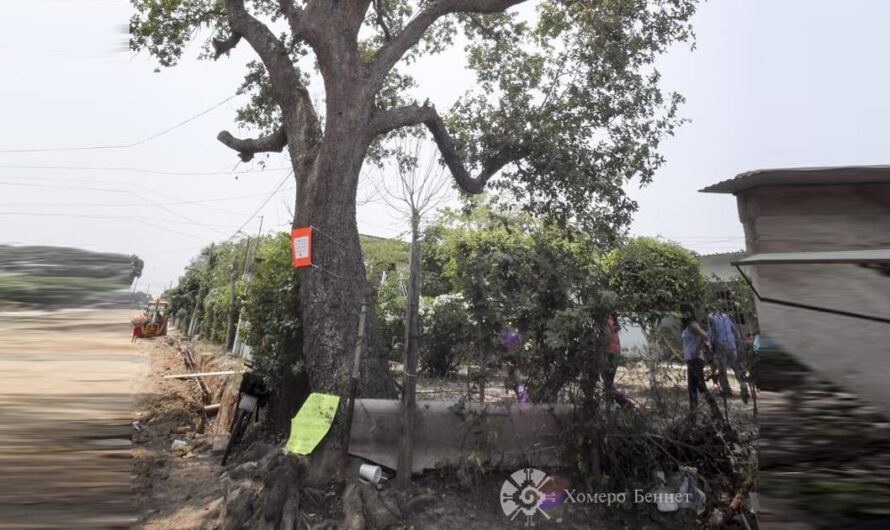 ¡Unámonos para salvar el árbol de Guadalupe Chávez Melchi!