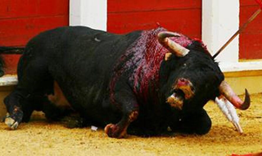 ¡Unamos nuestras voces para exigir el fin de las crueles corridas de toros en España!