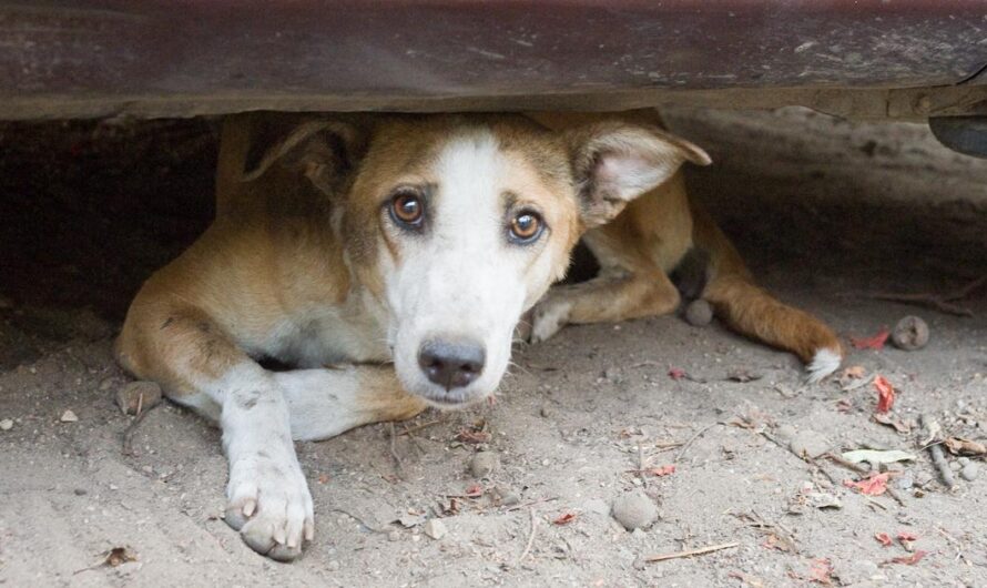 Aportemos para que los Animales Abandonados en Portugal vivan con Dignidad