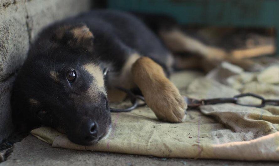 ¡Apoyemos juntos la lucha por los derechos de los animales: prohibamos el uso de los perros como vigilantes de la propiedad!