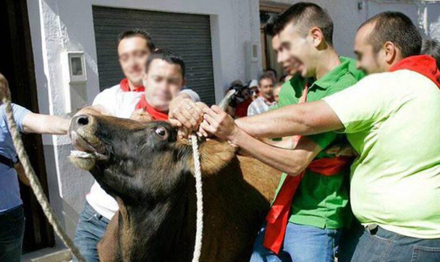 «¡Basta ya de maltrato animal! Exigimos la prohibición de la Fiesta de los toros «ensogaos» en Ohanes, Almería.