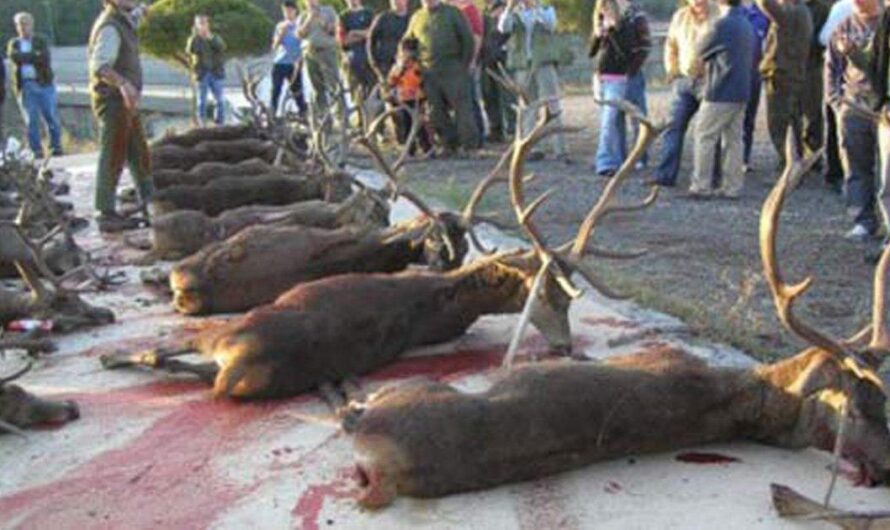 Chile Prohíbe Negocios de Armas de Caza y Defensa, un Gran Paso para Proteger a la Fauna Silvestre