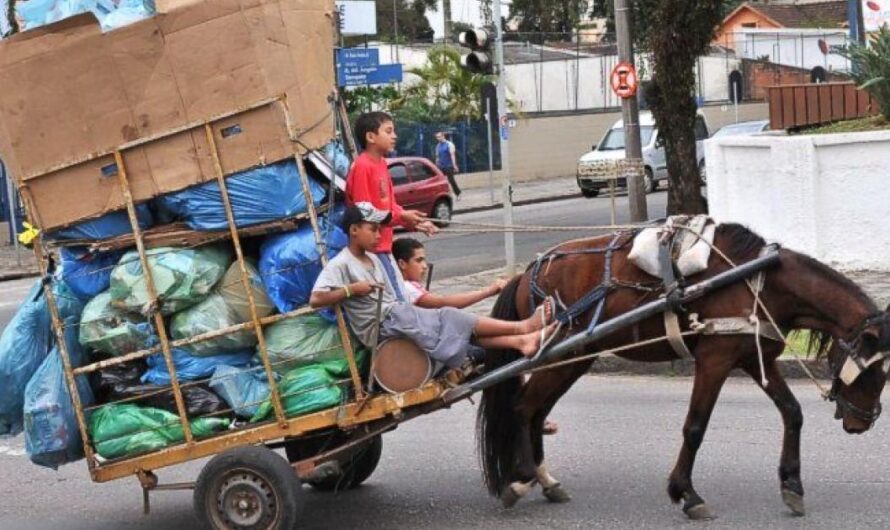 «¡Detengamos el maltrato a los caballos en Pernambuco! Exigimos un trato justo y digno para los animales».