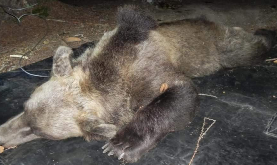 «¡Detengamos la Masacre de Osos!» – Una Llamada de la Naturaleza a Defendernos.