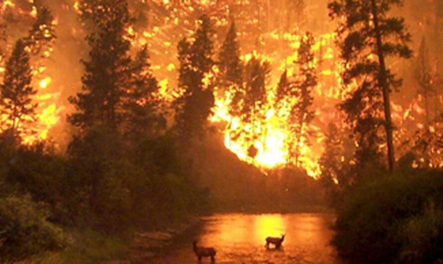 «¡Detengamos los incendios intencionados de una vez por todas! Una propuesta para cambiar la legislación vigente en España.