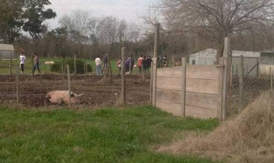 «¡Detengan el maltrato a los animales en las escuelas agrarias! Un llamado a la firma para poner fin a la faena indiscriminada».