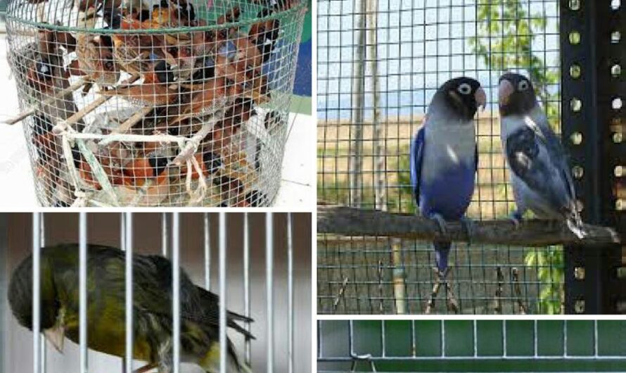 El gobierno de México toma una decisión para acabar con el tráfico ilegal de aves silvestres