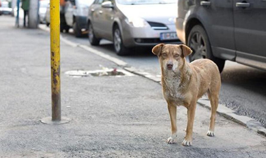 El Perú: Una Tierra de Amor y Respeto hacia los Animales