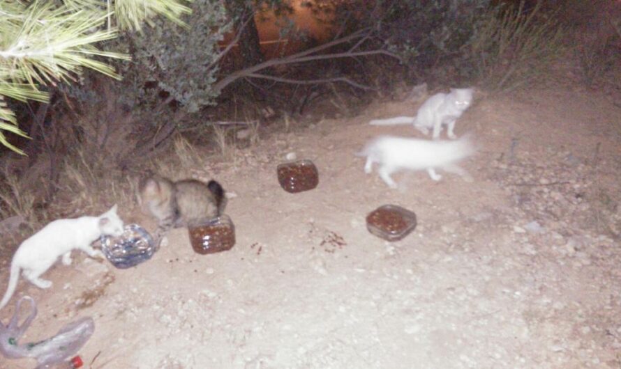 ¡Es hora de que Finestrat abra los ojos al drama de los gatos callejeros: la esterilización como solución!