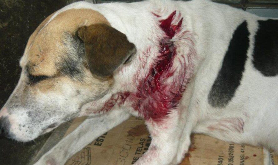 Es urgente que el Congreso de la Unión tome acciones para establecer el Registro Obligatorio de Maltratadores de Animales