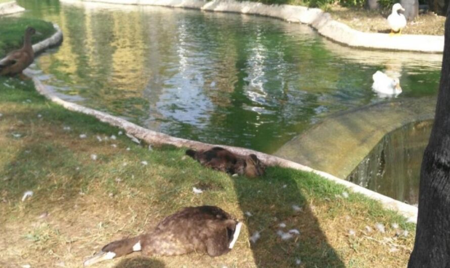 ¡Exigiendo justicia para los patos envenenados de España!