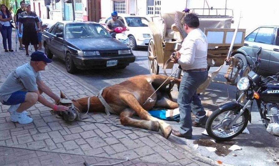 ¡Exigimos al Gobierno de Argentina que Prohíba los Carros Tirados por Caballos!