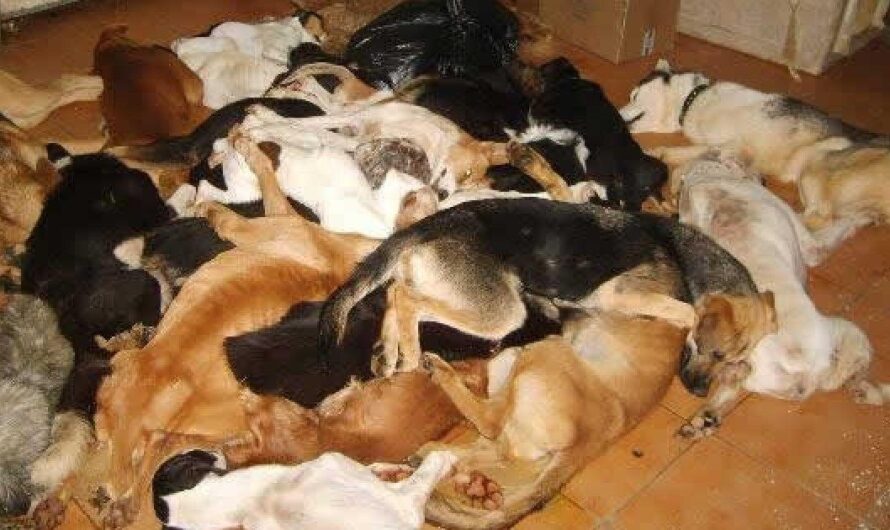 ¡Exigimos el cese de los crímenes estatales en las perreras españolas!