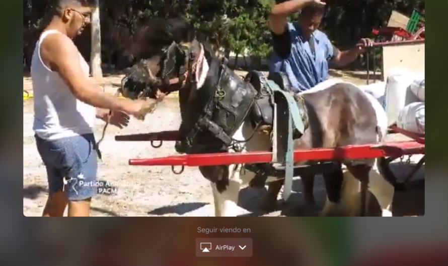 ¡Firmemos juntos para que el Estado acabe con el maltrato animal en las competiciones de tiro y arrastre!