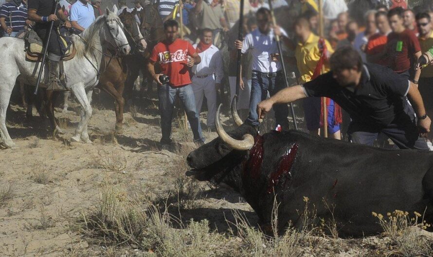 ¡Firmemos para abolir el Toro de la Vega: actuemos juntos por el bienestar de los animales!