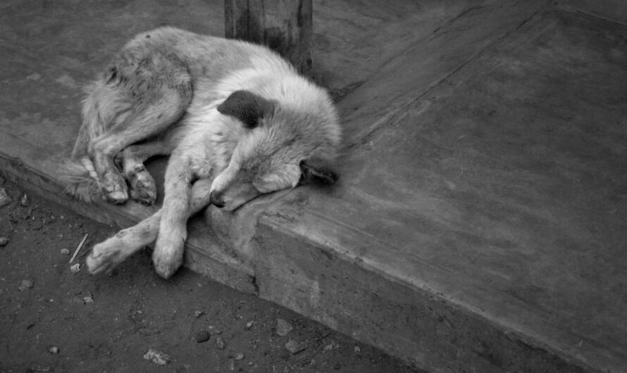 Garantizando los derechos de los animales: Francia se une a la lucha con la creación de la Brigada Animalista