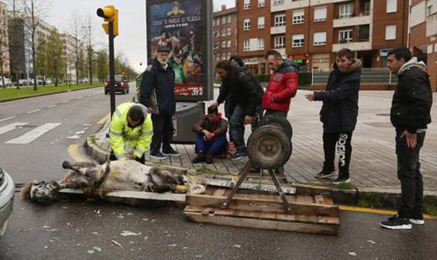 Gijón exige al Ayuntamiento la prohibición del uso de carros tirados por caballos