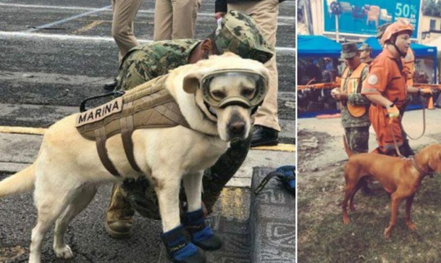 Héroes sin voz: Un llamado a la protección y respeto de los animales en México