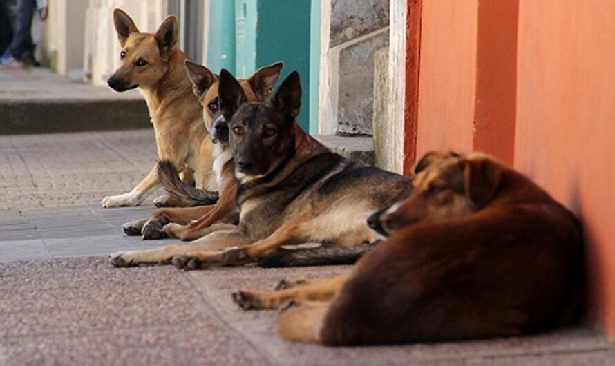 ¡Invitamos al Gobierno a Apoyar a las Organizaciones Protectoras de Animales para Poner Fin al Maltrato Animal en San José, Uruguay!
