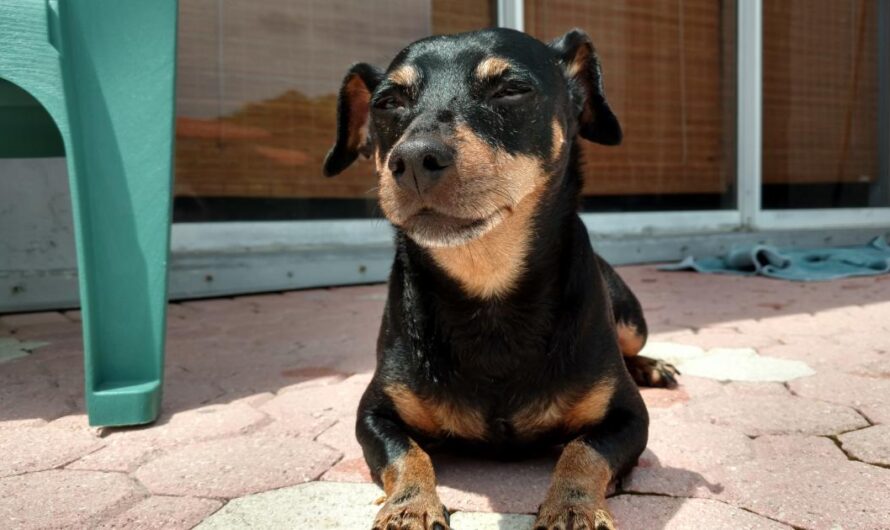 «Juntos por un Mundo sin Peleas de Perros: Detengamos la Violencia».