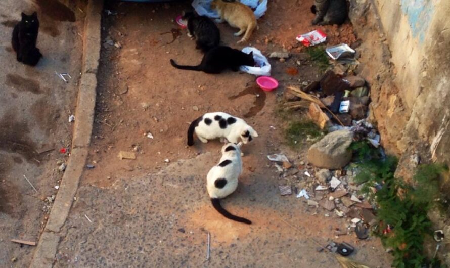 La Ley Estatal 21.970: Una promesa sin cumplir para los animales comunitarios de Minas Gerais