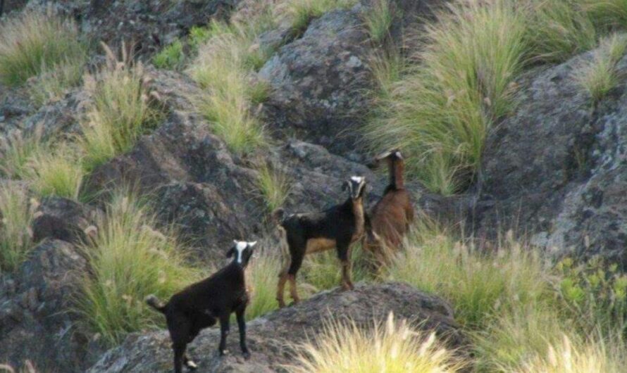 «La lucha de la sociedad civil por la protección de la cabra salvaje de Gran Canaria».