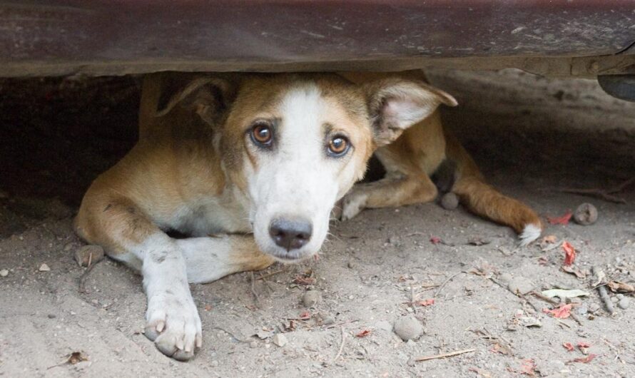 «Las autoridades de la comuna de Ovalle deben actuar: la esterilización masiva es la mejor solución para reducir los problemas de salud causados por los perros abandonados».