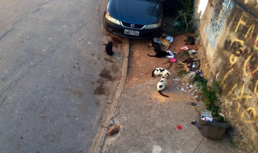 «Llegó el momento de cumplir con la Ley 21.970 y proteger a los gatos comunitarios del barrio X, de Minas Gerais, Brasil».