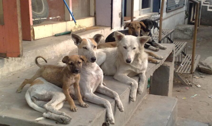 «Los defensores de los derechos de los animales luchan por una solución al problema de los perros y gatos callejeros en Argentina».