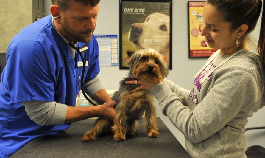 Miles de argentinos abogan por la construcción de Hospitales Veterinarios para proteger a los animales de la calle