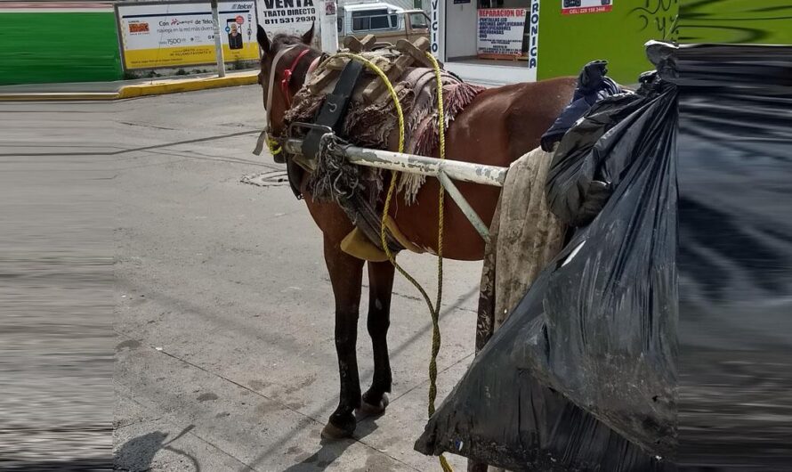 Nezahualcóyotl: Poniendo fin al maltrato animal a caballo